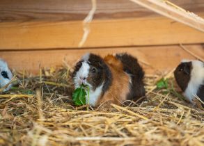Tiergarten Nürnberg/ Tom Burger Hausmeerschweinchen im Tiergarten Nürnberg – welche Bedürfnisse die Nager haben, können Interessierte in einem Haustierworkshop lernen.
